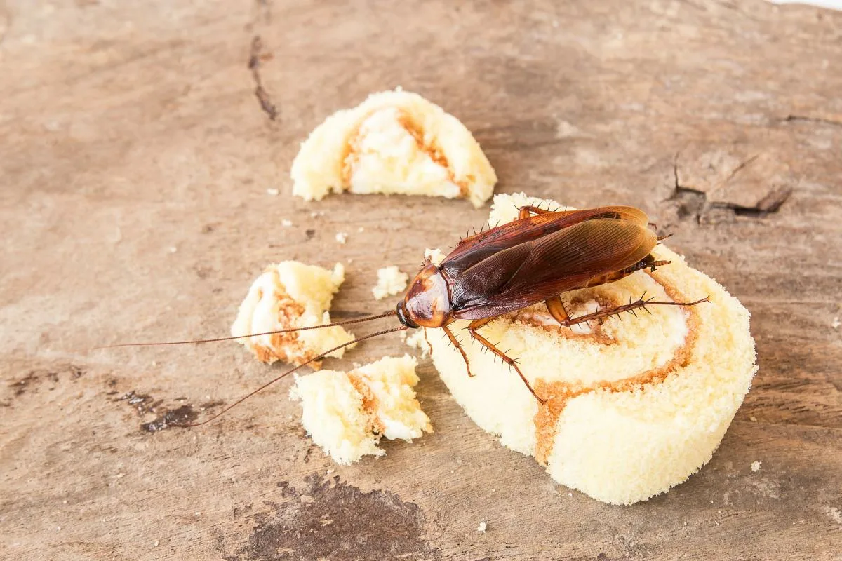 Miten torjua torakoita keittiöstä sipulilla – tehokas kotikonsti ruokien suojaamiseen