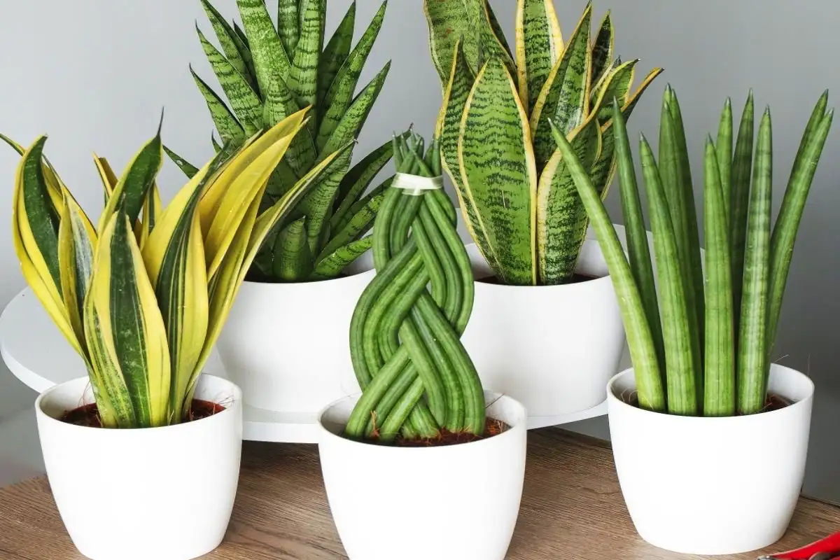 Harva Tietää Tämän: Valitse Oikea Anopinkieli – Vihersisustuksen Kestosuosikki