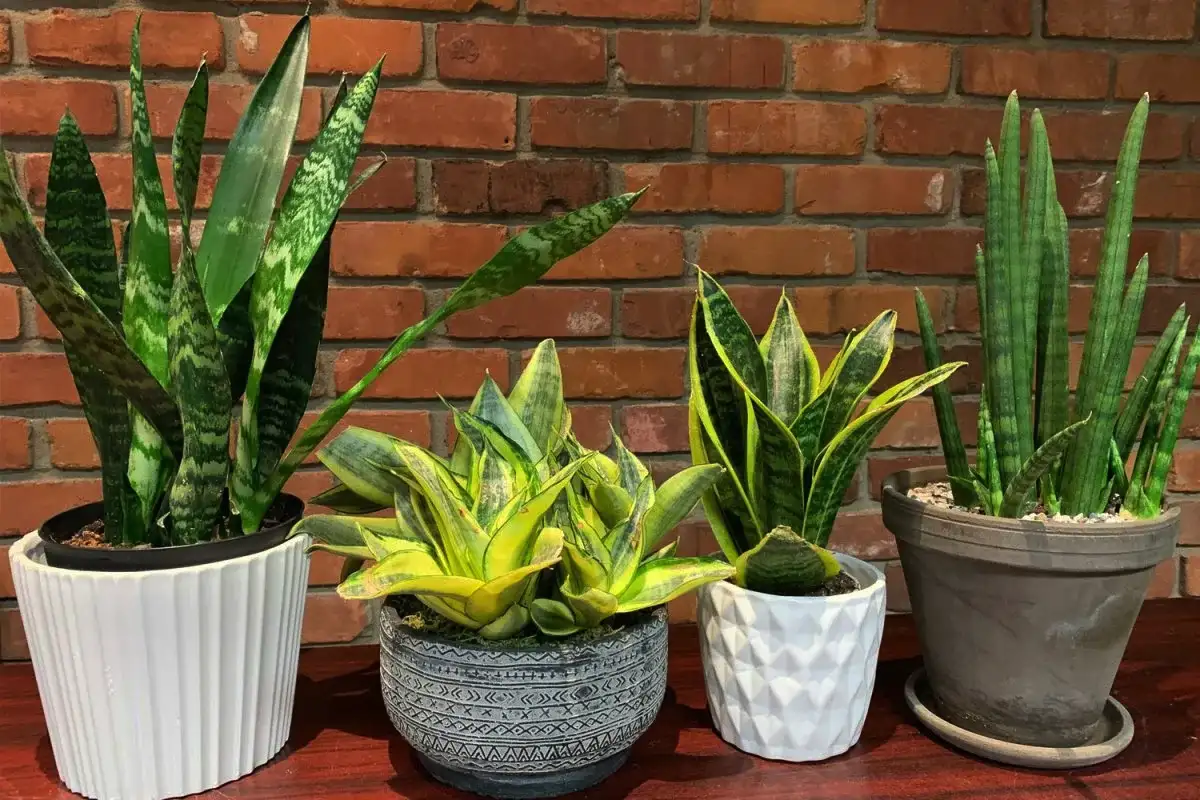 Harva Tietää Tämän: Valitse Oikea Anopinkieli – Vihersisustuksen Kestosuosikki