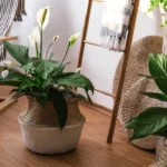 Kuoleman Partaalla Spathiphyllum? Kolme Taatusti Toimivaa Keinoa Herättää Rauhan Lilja Uuteen Kukkaan