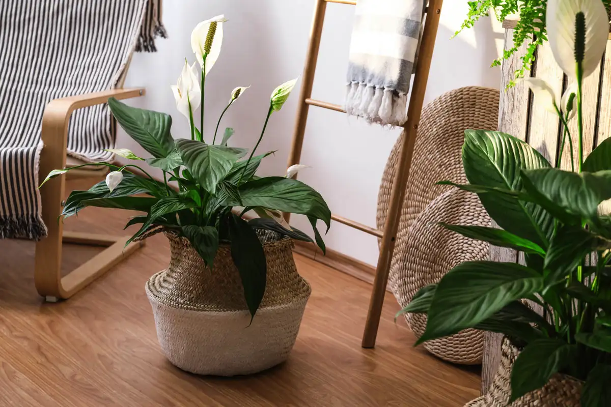 Kuoleman Partaalla Spathiphyllum? Kolme Taatusti Toimivaa Keinoa Herättää Rauhan Lilja Uuteen Kukkaan