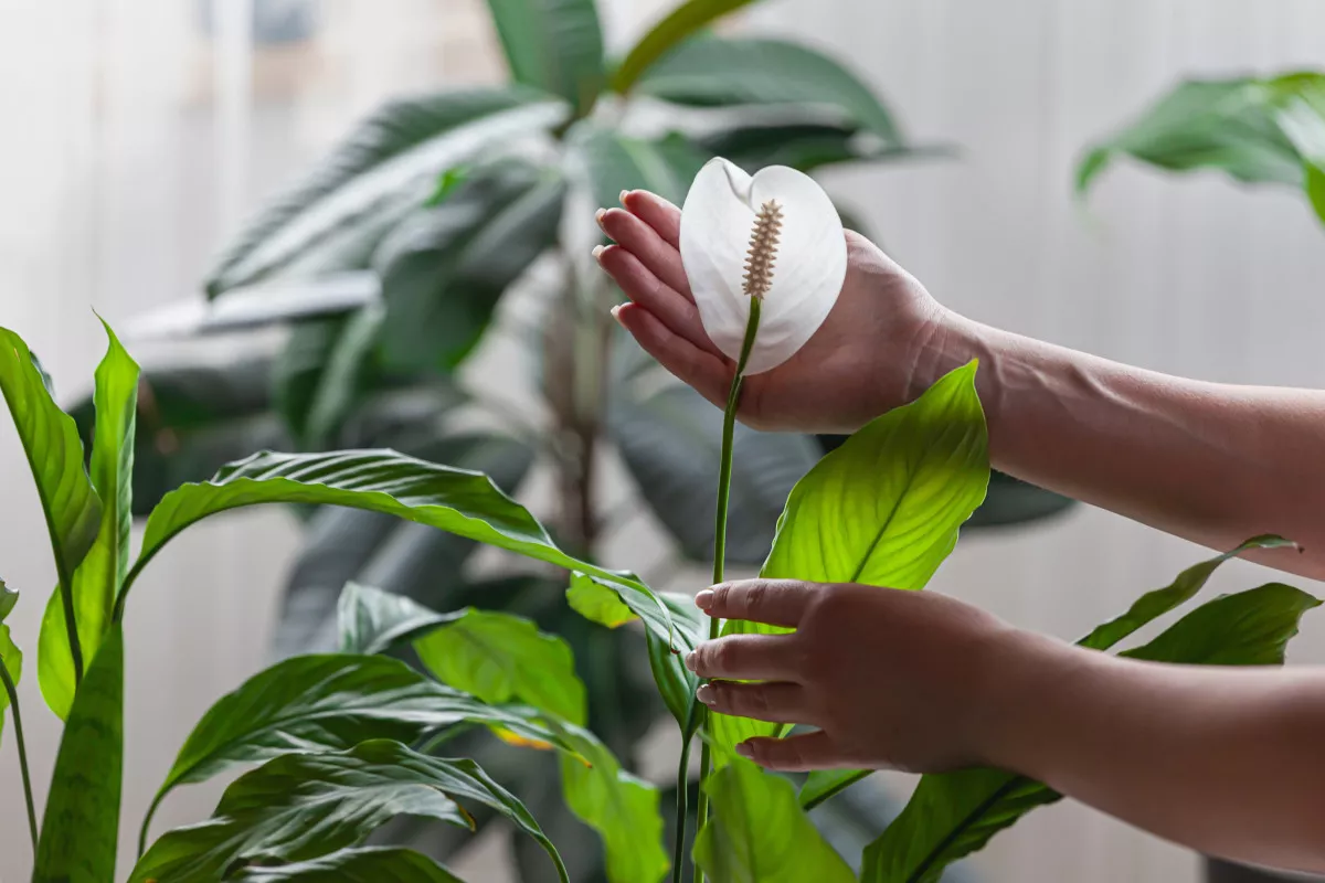 Kuoleman Partaalla Spathiphyllum? Kolme Taatusti Toimivaa Keinoa Herättää Rauhan Lilja Uuteen Kukkaan