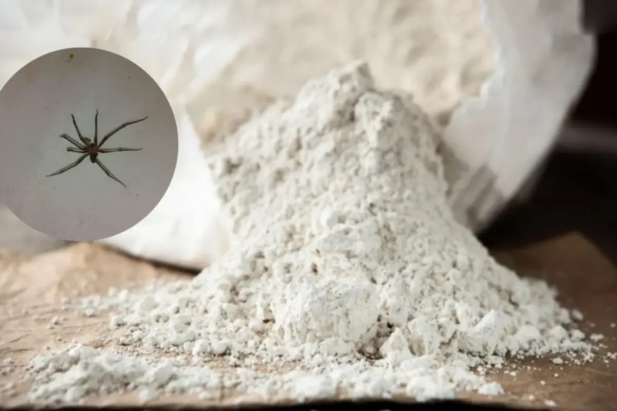 Viuluhämähäkki ei enää koskaan palaa kotiisi – näin piimaa muuttaa kodin täysin turvalliseksi luonnollisesti ja lopullisesti