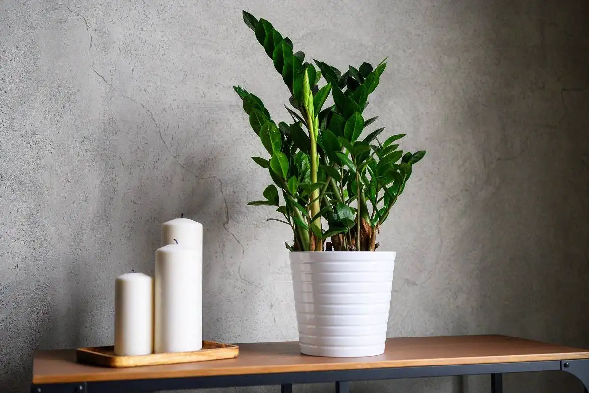 Zamiokulkas kukoistaa vehreänä: Näin kastelet sitä oikein – ilman mätänemistä