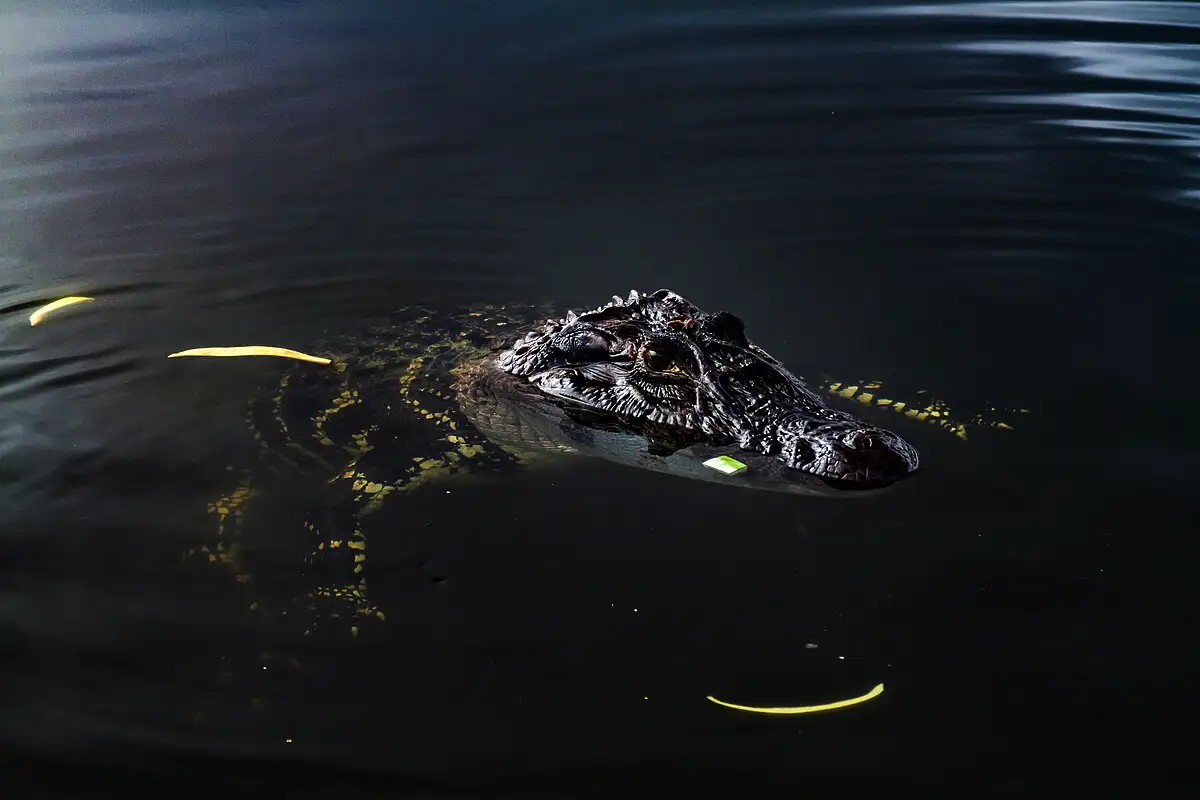 Amazonin salaisuudet: maailman vaarallisin joki – ja miksi se on täynnä piilotettuja uhkia