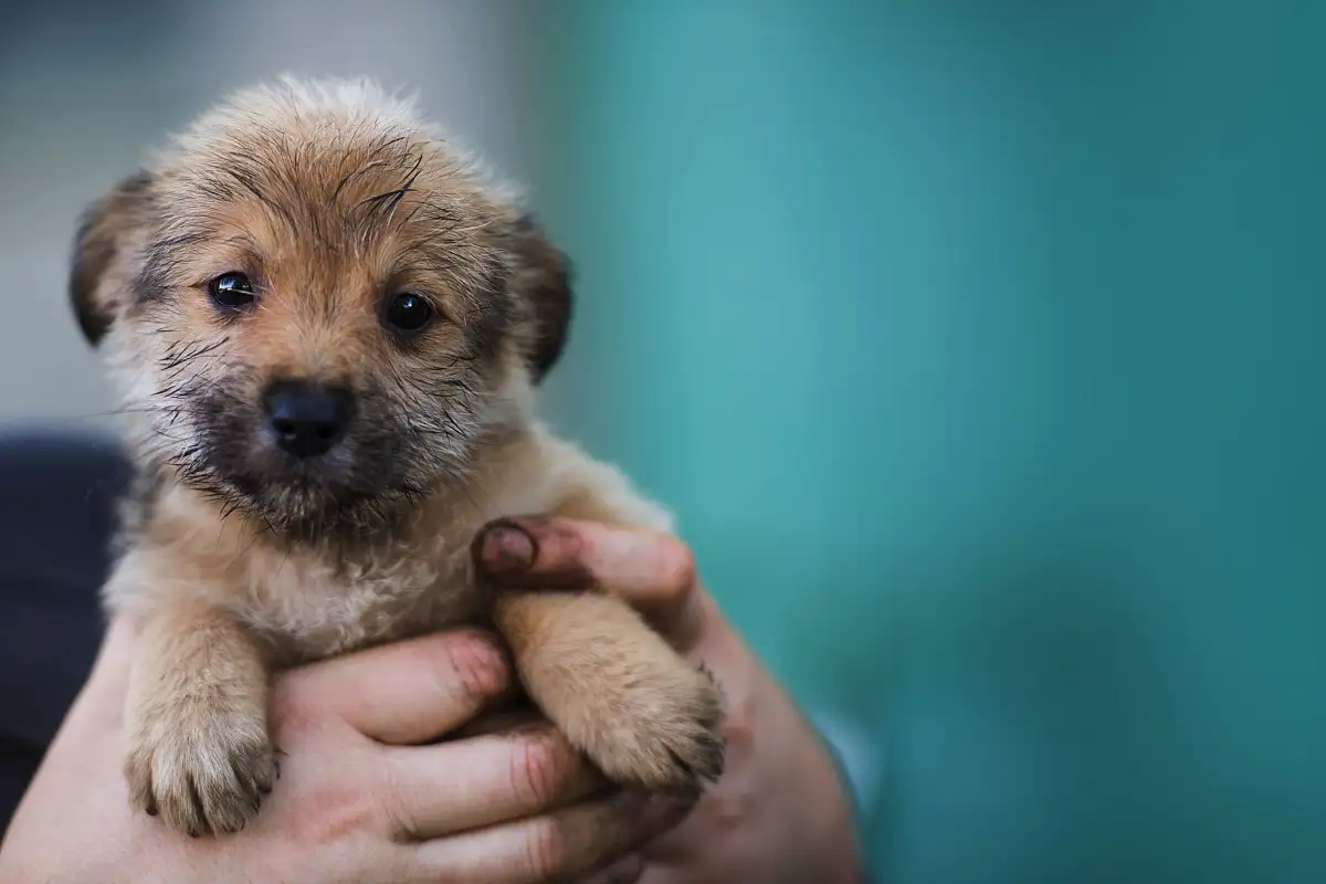 Miten ottaa koditon eläin kotiin oikein – jotta et vahingoita sitä etkä itseäsi