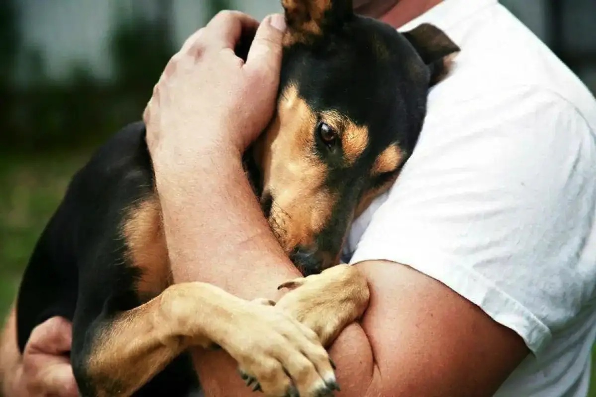 Miten ottaa koditon eläin kotiin oikein – jotta et vahingoita sitä etkä itseäsi