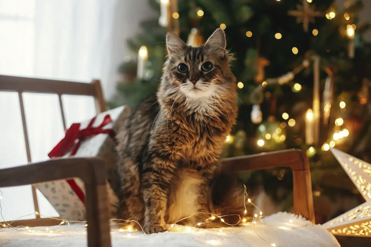 Kuinka suojata joulukuusi kissoilta: asiantuntijoiden tehokkaat ratkaisut – sekä puu että kissa turvassa