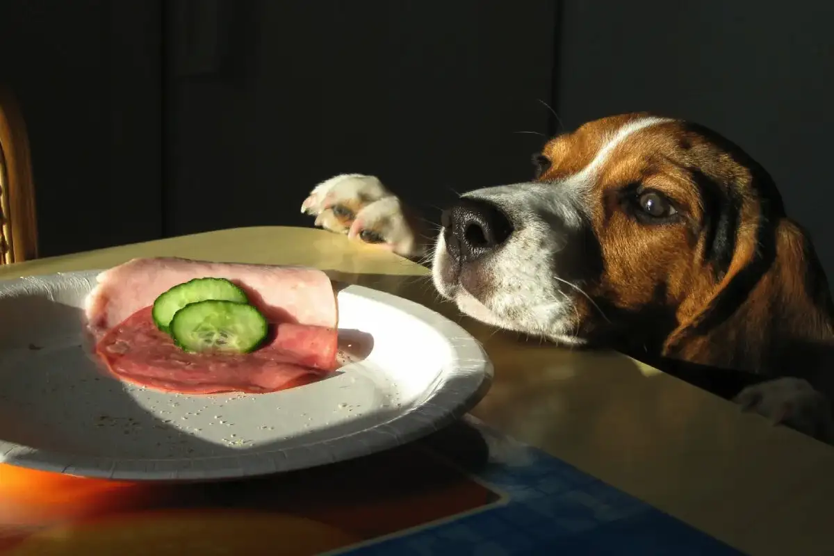 Tunnetko koirat ruoan maun samalla tavalla kuin me? Yllätyt, kuinka kaikki on erilaisella tavalla