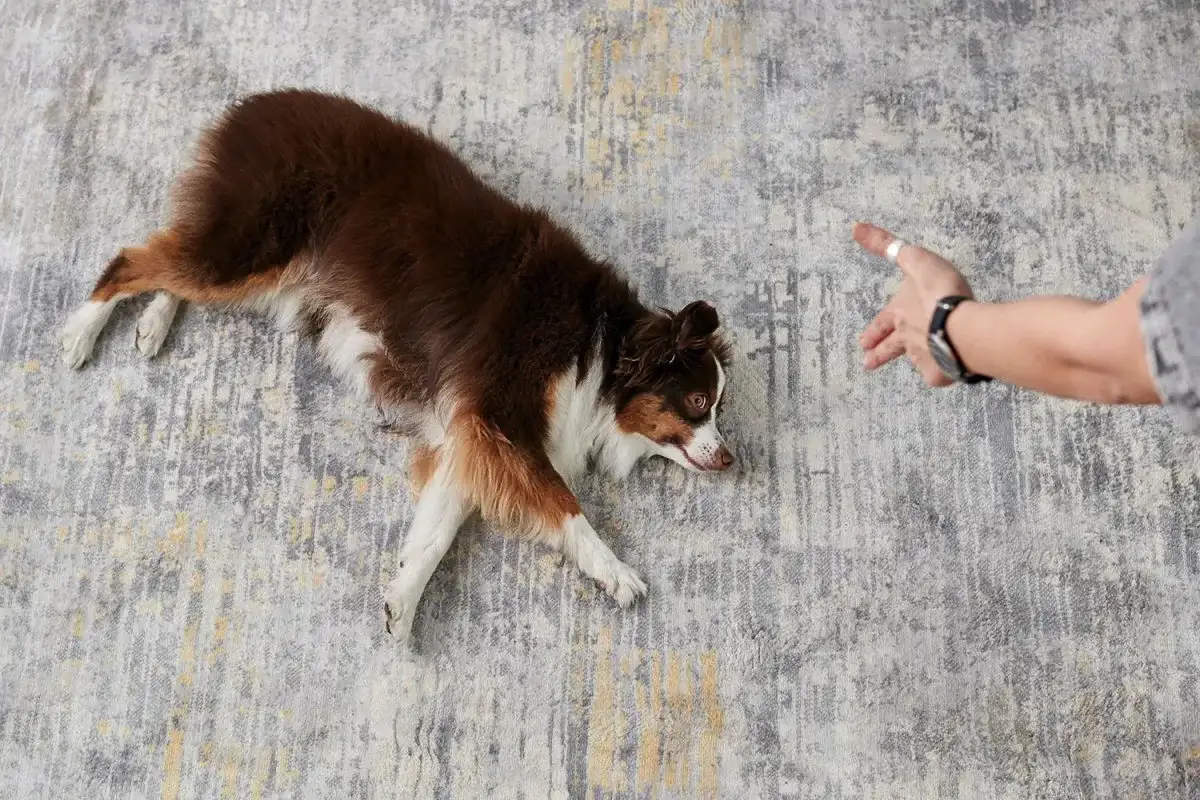 "Anna käsi!": koirien vaikeimmat ja helpoimmat käskyt – mitkä opetetaan nopeasti ja mitkä vaativat kärsivällisyyttä