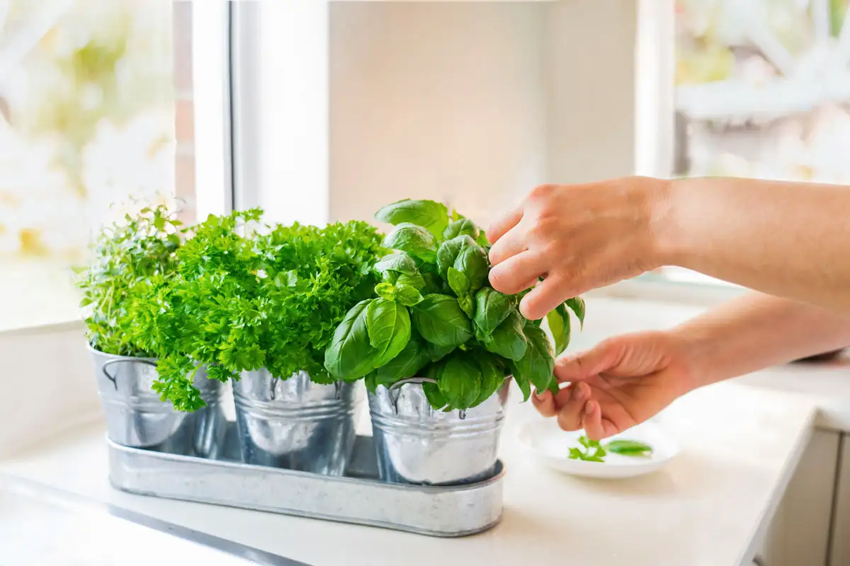 Kuidas taastada närtsinud rohelise ja köögiviljade värskus: tõestatud lifehackid – säästad raha ja vähendad toiduraiskamist