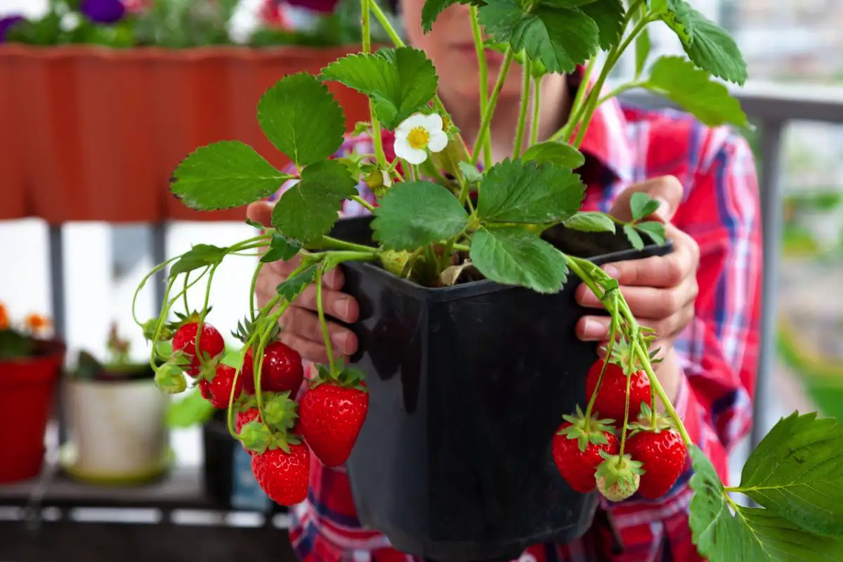 Mansikan kasvattaminen ikkunalaudalla: näin saat tuoreita marjoja ympäri vuoden – vaikka keskellä talvea