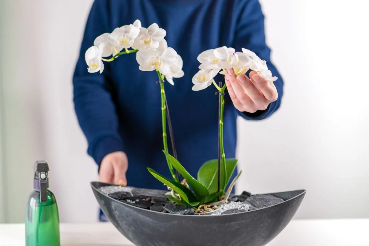 Jääkuutio-orkidea: miksi tämä outo temppu on paras tapa pitää orkideasi hengissä – ja miksi se todella toimii