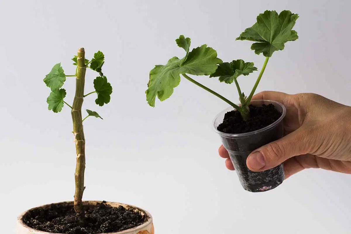 Pelargonin lisääminen "pussimenetelmällä": yksinkertainen ja tehokas tapa – ilman kastelua ja ylimääräistä vaivaa