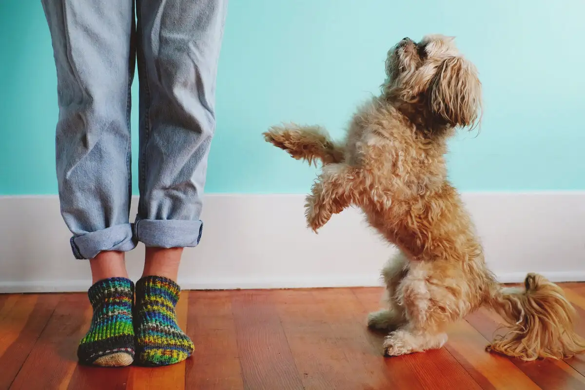 Miten opettaa pentu lopettamaan hyppimisen päällesi: yksinkertainen ja tehokas menetelmä – ilman huutoa tai rankaisua