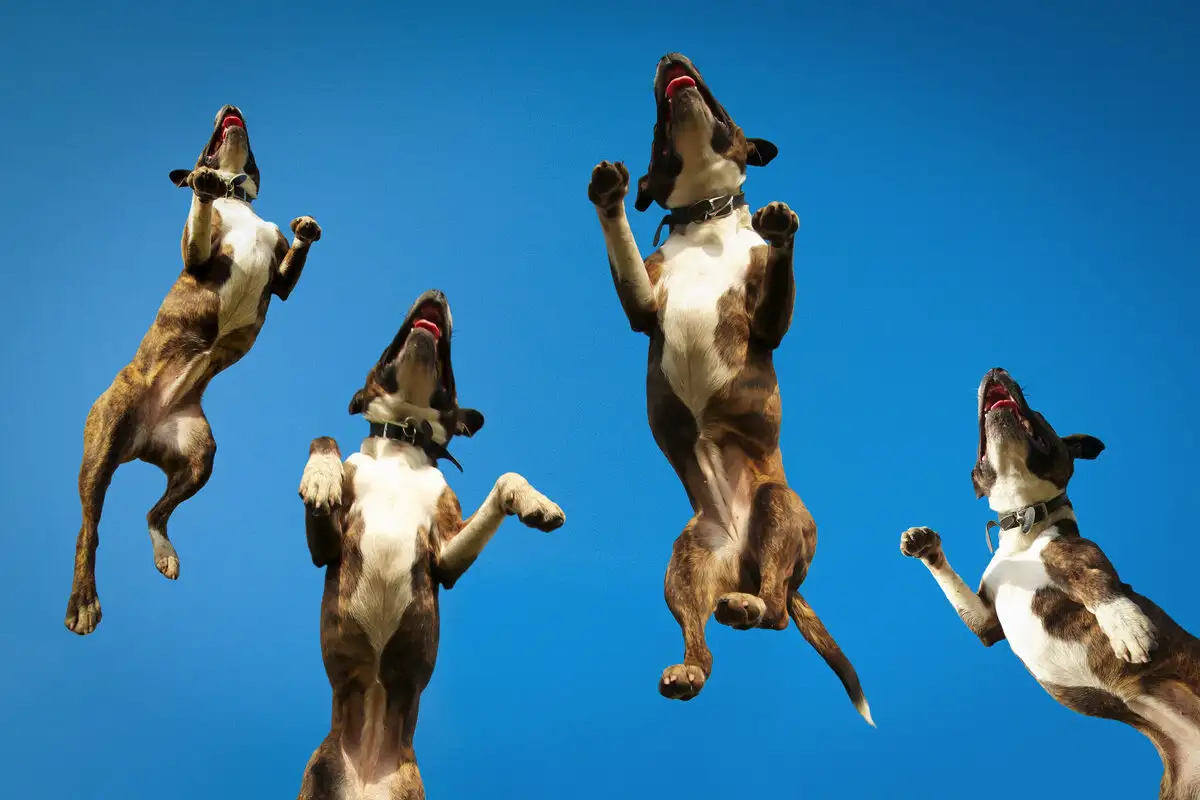 Miten opettaa pentu lopettamaan hyppimisen päällesi: yksinkertainen ja tehokas menetelmä – ilman huutoa tai rankaisua